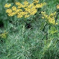 Αιθέριο έλαιο άνηθου (anethum graveolens) 10 ml