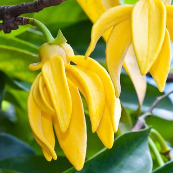 Αιθέριο έλαιο Ylang Ylang (Canada odorata) 10 ml