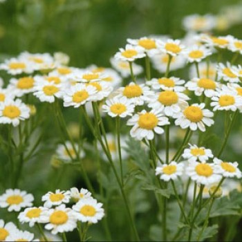 Αιθέριο έλαιο χαμομηλιού (Anthemis nobilis) 10 ml
