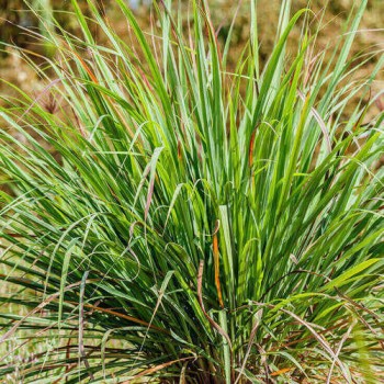 Αιθέριο έλαιο σιτρονέλας (Cymbopogon nardus) 10 ml