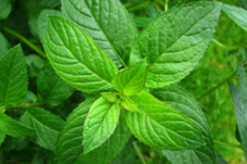 Αιθέριο έλαιο δυόσμου (Mentha spicata) 10 ml