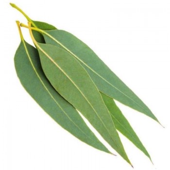 Αιθέριο έλαιο ευκάλυπτου (Eucalyptus globulus) 10 ml