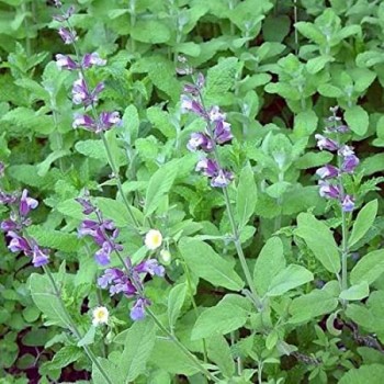 Αιθέριο έλαιο φασκόμηλου (Salvia officinalis) 10 ml