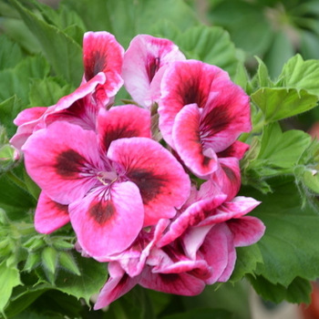 Αιθέριο έλαιο γεράνι (Pelargonium graveolens)