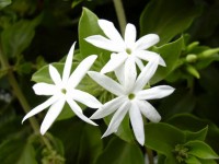 Αιθέριο έλαιο γιασεμί (Jasminum officinale) 10 ml