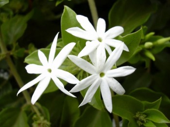 Αιθέριο έλαιο γιασεμί (Jasminum officinale) 10 ml