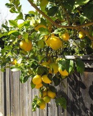 Αιθέριο έλαιο γκρέιπφρουτ (Citrus paradisi) 10 ml