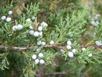 Αιθέριο έλαιο κέδρου (Juniperus virginiana) 10 ml
