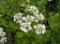 Αιθέριο έλαιο κόλιανδρου (Coriandrum sativum) 10 ml