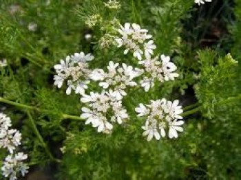 Αιθέριο έλαιο κόλιανδρου (Coriandrum sativum) 10 ml