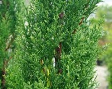Αιθέριο έλαιο κυπαρίσσι (Cupressus sempervirens) 10 ml