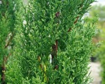 Αιθέριο έλαιο κυπαρίσσι (Cupressus sempervirens) 10 ml
