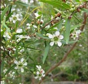 Αιθέριο έλαιο λεμόνι τεϊόδεντρο (Leptospermum petersonii) 10 ml