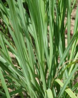 Αιθέριο έλαιο λεμονόχορτου (Cymbopogon citratus) 10 ml