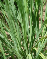 Αιθέριο έλαιο λεμονόχορτου (Cymbopogon citratus) 10 ml