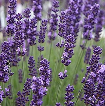 Αιθέριο έλαιο λεβάντας (lavandula angustifolia) 10 ml
