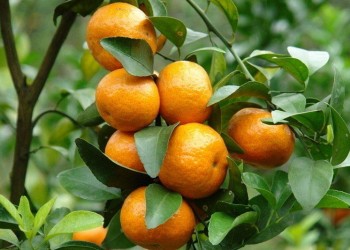 Αιθέριο έλαιο μανταρινιού (Citrus reticulata) 10 ml