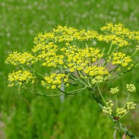 Αιθέριο έλαιο μάραθου (Foeniculum vulgare) 10 ml