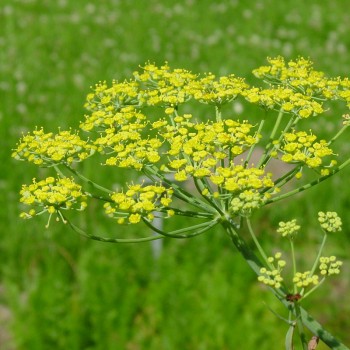 Αιθέριο έλαιο μάραθου (Foeniculum vulgare) 10 ml