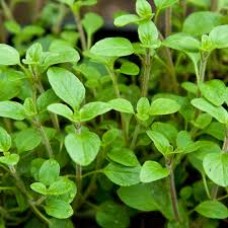 Αιθέριο έλαιο ματζουράνας (Thymus mastichina) 10 ml