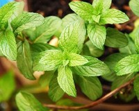Αιθέριο έλαιο μέντας (Mentha piperita) 10 ml