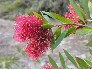 Αιθέριο έλαιο νιαουλί (Melaleuca viridiflora)