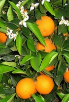 Αιθέριο έλαιο πορτοκαλιού (Citrus sinensis) 10 ml