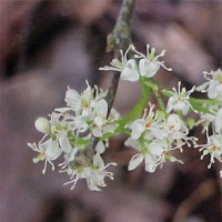 Αιθέριο έλαιο σανδαλόξυλου (Amyris balsamifera) 10 ml