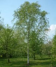 Αιθέριο έλαιο σημύδας (Betula pendula Roth) 10 ml