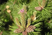 Τερεβινθέλαιο (Pinus palustris) 10 ml