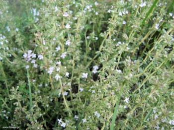 Αιθέριο έλαιο θυμαριού (Thyme vulgaris) 10 ml