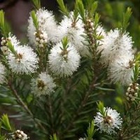 Αιθέριο έλαιο Tea Tree (Melaleuca alternifolia) 10 ml