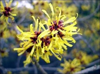 Λάδι αμαμελίδας - Hemamelis oil 100 ml