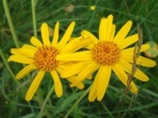 Λάδι άρνικας - Arnica oil 100 ml