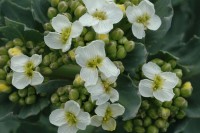 Λάδι αβησσυνίας - Abyssinian seed oil 50 ml Λάδι αβησσυνίας - Abyssinian seed oil 50 ml