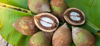 Λάδι μπαμπασού - Babassu palm oil 100 ml