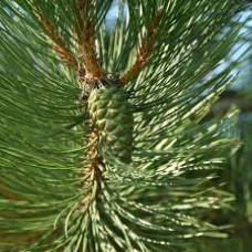 Λάδι μαύρης πεύκης - Black pine oil 100 ml