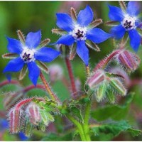 Λάδι μποράγκο - Borage oil 50 ml Λάδι μποράγκο - Borage oil 50 ml