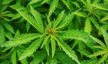 Λάδι κάνναβης - cannabis oil 100 ml