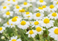 Λάδι χαμομηλιού - Chamomile oil 100 ml Λάδι χαμομηλιού - Chamomile oil 100 ml