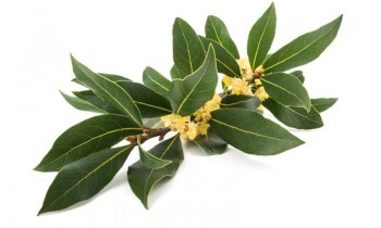 Δαφνέλαιο - Laurel oil 100 ml