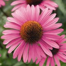 Λάδι εχινάκειας - Echinacea oil 100 ml