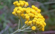 Λάδι ελίχρυσου - Helichrysum oil 100 ml