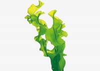 Λάδι φυκιών - Seaweed oil 100 ml 