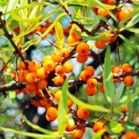 Λάδι ιπποφαές - Sea buckthorn oil 100 ml Λάδι ιπποφαές - Sea buckthorn oil 100 ml