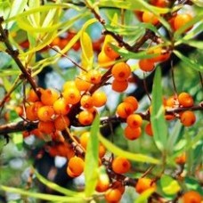 Λάδι ιπποφαές - Sea buckthorn oil 100 ml
