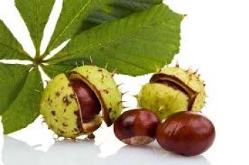 Λάδι ιπποκάστανο - Horse chestnut oil 100 ml