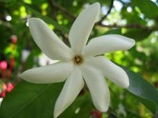 Λάδι μονόι - Monoi oil 50 ml 