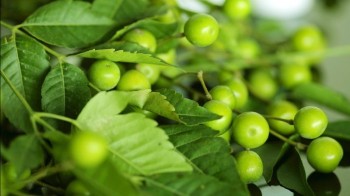 Λάδι neem - Neem oil 100 ml