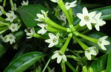 Λάδι νυχτολούλουδου - Evening primose oil 50 ml